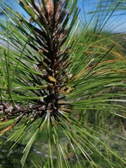 Pinus pseudostrobus