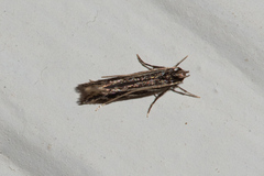 Eralea albalineella