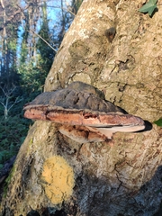 Fomitopsis pinicola