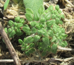 Parietaria pensylvanica
