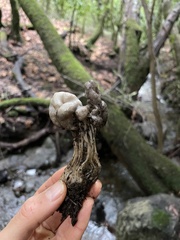 Helvella maculata