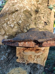 Fomitopsis pinicola