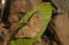 Caprona ransonnettii
