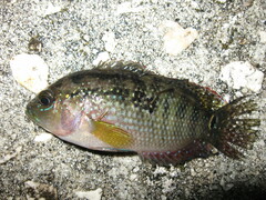 Rocio octofasciata