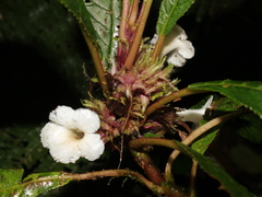 Nautilocalyx biserrulatus