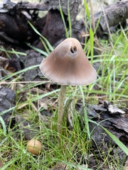 Psathyrella longipes