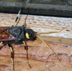 Urocerus californicus