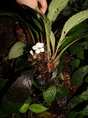 Nautilocalyx biserrulatus