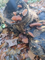 Auricularia auricula-judae