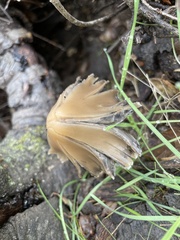 Psathyrella longipes