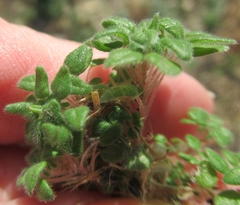 Parietaria pensylvanica