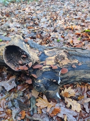 Auricularia auricula-judae