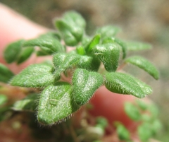 Parietaria pensylvanica