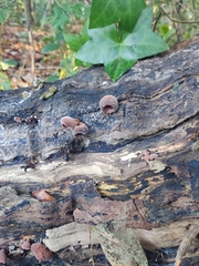 Auricularia auricula-judae