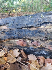 Auricularia auricula-judae