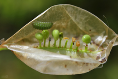 Callophrys herculeana