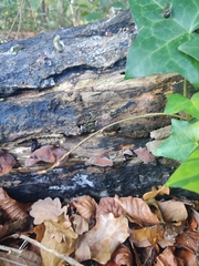 Auricularia auricula-judae