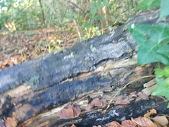 Auricularia auricula-judae