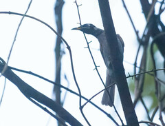 Bolemoreus frenatus