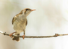 Ramsayornis modestus