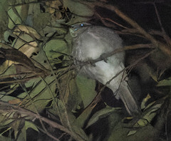 Colluricincla harmonica