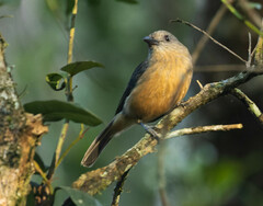 Colluricincla boweri