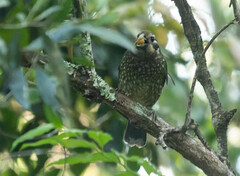 Ailuroedus maculosus