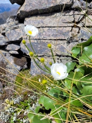 Ranunculus lyallii