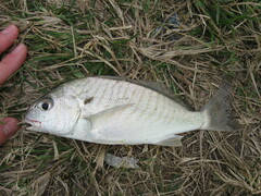 Leiostomus xanthurus
