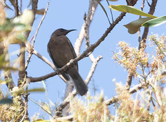 Myzomela obscura