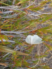 Orthoclydon praefectata