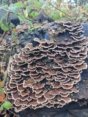 Trametes versicolor