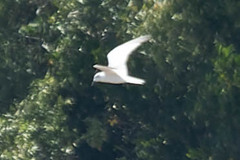 Gelochelidon nilotica