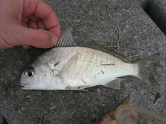Leiostomus xanthurus