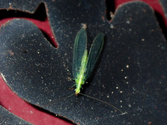 Chrysoperla comanche