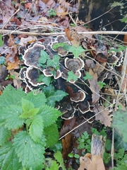 Trametes versicolor