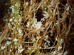 Cuscuta subinclusa