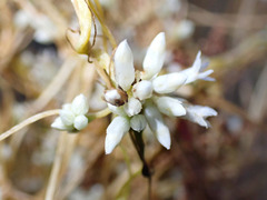Cuscuta subinclusa