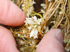 Cuscuta subinclusa