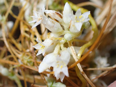 Cuscuta subinclusa