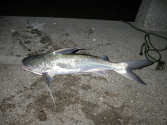 Bagre marinus