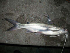 Bagre marinus