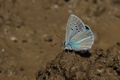 Polyommatus vanensis