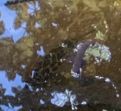 Sphoeroides testudineus