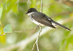 Rhipidura rufiventris