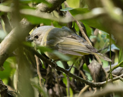 Pachycephala pectoralis