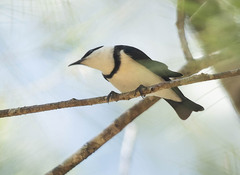 Cissomela pectoralis