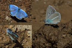 Polyommatus vanensis