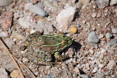 Lithobates chiricahuensis