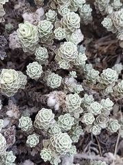 Leucogenes grandiceps